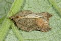 Acleris emargana